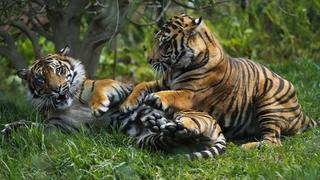 Por primera vez en un siglo sube número de tigres silvestres