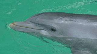 Caza de delfines es un delito que debe ser castigado, afirma Producción