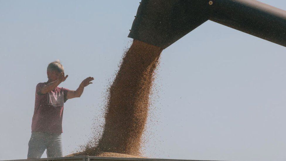 Harvested grain from the previous year's harvest in Kharkiv.  (GETTY IMAGES).