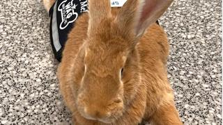 Un conejo de 12 kilos, nuevo empleado del Aeropuerto Internacional de San Francisco