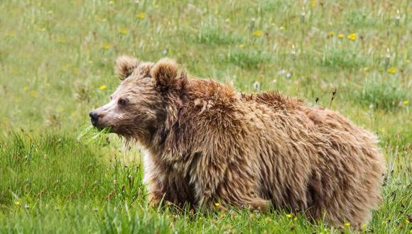 El análisis de ADN de los restos del supuesto "Yetis" ha demostrado que la misteriosa criatura serían osos asiáticos.
(Foto: AFP)