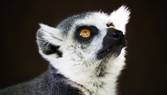 Los lémures son primates endémicos de la isla de Madagascar. (Referencial - Pixabay)
