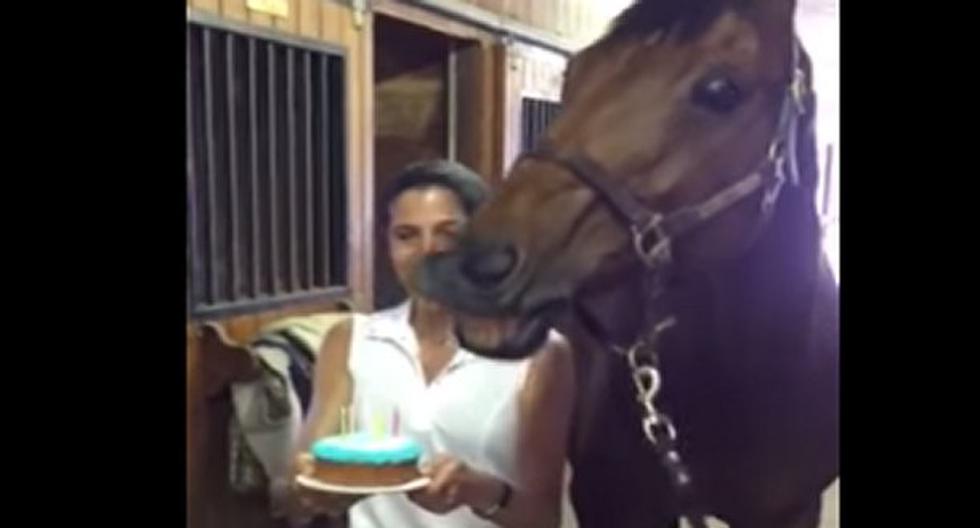 Mira la forma en cómo se le celebra cumpleaños a este caballo. (Foto: Captura)