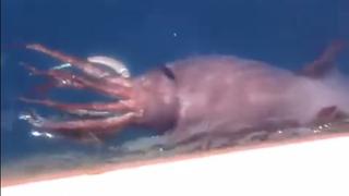 Marinos rusos captaron calamar de gran tamaño [VIDEO]