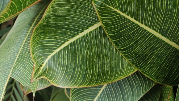 Hojas de una planta se secan por diferentes razones y, en este artículo, te enseñaremos el mejor truco casero para evitarlo. (Foto: Pexels)