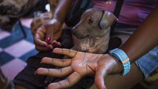 El increíble negocio de los perros de lujo en Cuba