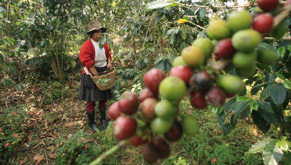 El grano de café mostró un desempeño positivo en agosto. (Foto: USI)