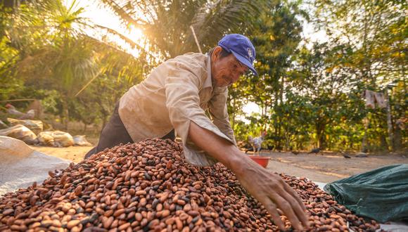 A pesar de las restricciones en EE.UU. y la UE, ADEX indicó que en Perú se continúa usando clorpirifos en el cultivo de cacao, abriendo la posibilidad que sea rechazado por los compradores. (Foto: GEC)