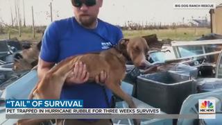 Bahamas: Hallan vivo a un perro debajo de edificio un mes después de huracán Dorian | FOTOS