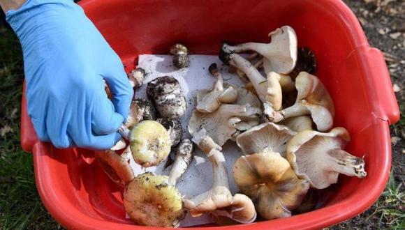 Las autoridades australianas advierten que la especie llamada hongo de la muerte puede confundirse con hongos comestibles. (Getty Images).