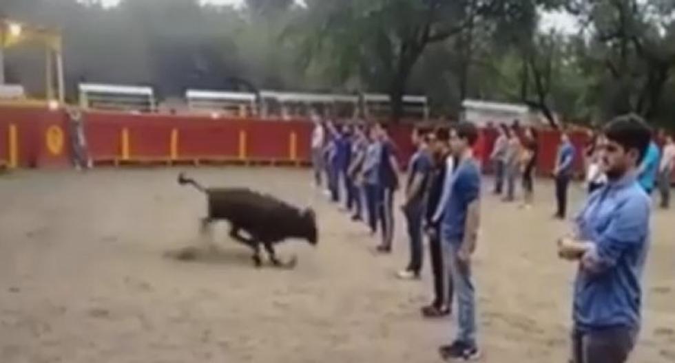 Este profesor demostró que los toros no son salvajes por naturaleza. (Foto: captura YouTube)