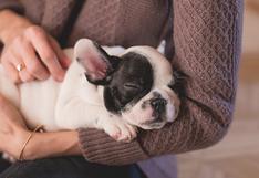 5 consejos para que tu cachorro duerma por la noche