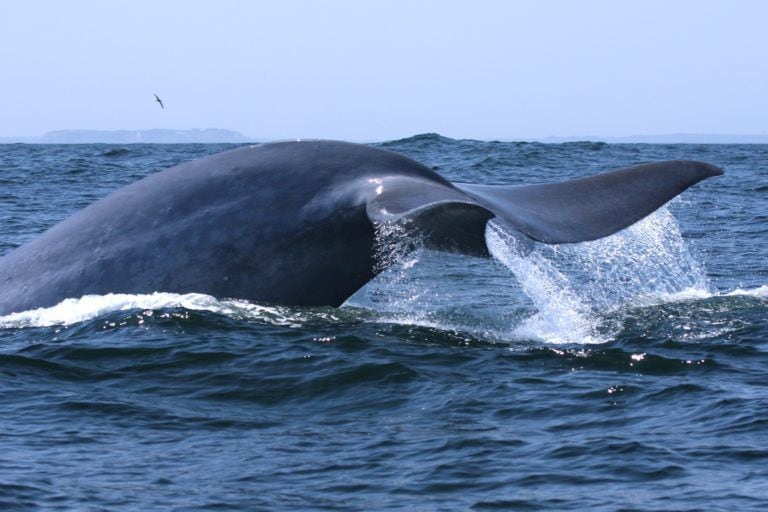 Ballena azul.  Centro de Conservación Cetacea.