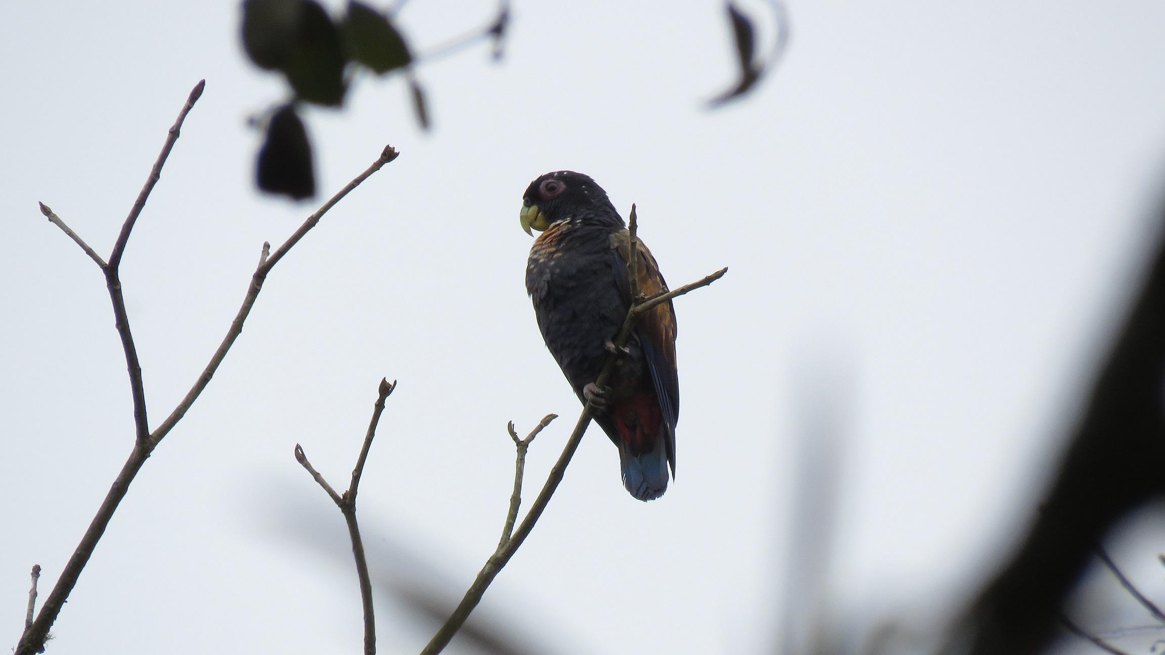 Conoce algunas especies de aves que hacen del Perú un país megadiverso