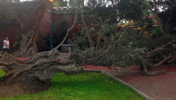 San Isidro: antiguo árbol de El Olivar cayó esta madrugada