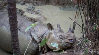 Se dejó ver: graban imágenes asombrosas de un rinoceronte de Java bañándose en el barro | VIDEO