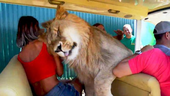 YouTube: Un león sube a un auto lleno de turistas en busca de cariño [VIDEO] (Foto: Captura)