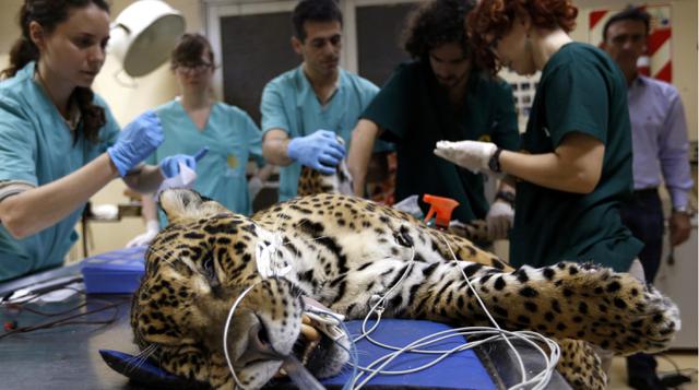 Un jaguar pasa por la consulta médica en Argentina - 1