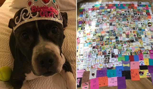 'Truffles', la perrita que recibió más de 500 tarjetas de felicitación por su cumpleaños y consiguió un nuevo hogar. (Foto: Valery Sanks en Facebook)