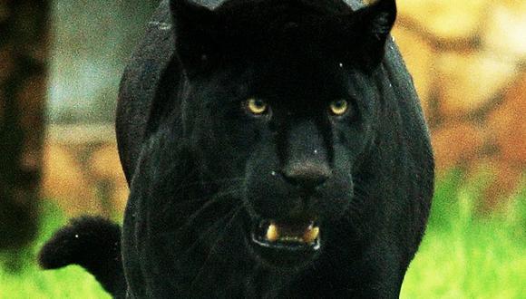 Jaguar ataca a mujer que saltó la valla de zoológico para tomarse un selfie. (AP)