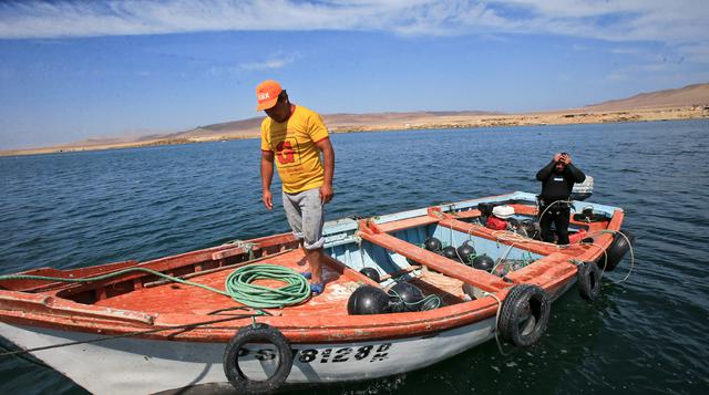 Fotos: Conchas de abanico 'sembradas' en Paracas se multiplican - 9