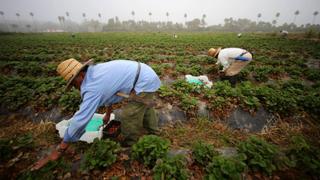 Congreso aprobó ampliar el régimen agrario hasta el 2031