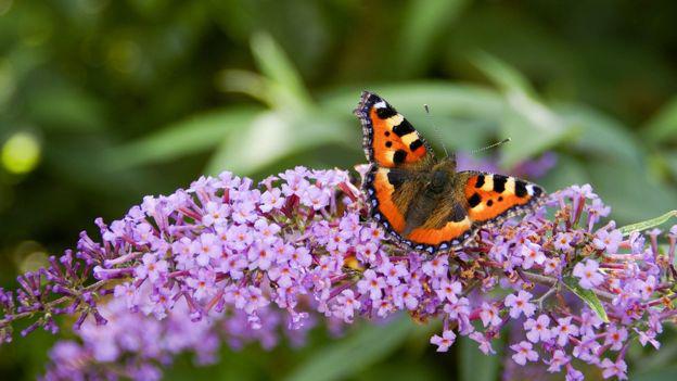 Los expertos recomiendan que nuestros jardines sean más amigables a los insectos. (Foto: Getty Images)