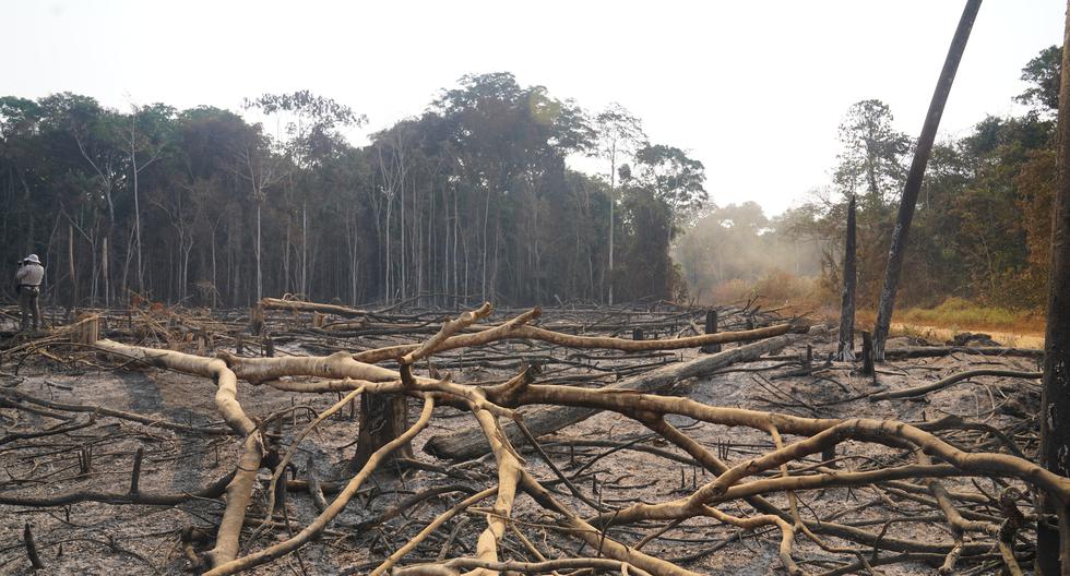Cada día se deforestan el equivalente a 1,000 campos de fútbol en el bósque amazónico de nuestro país.