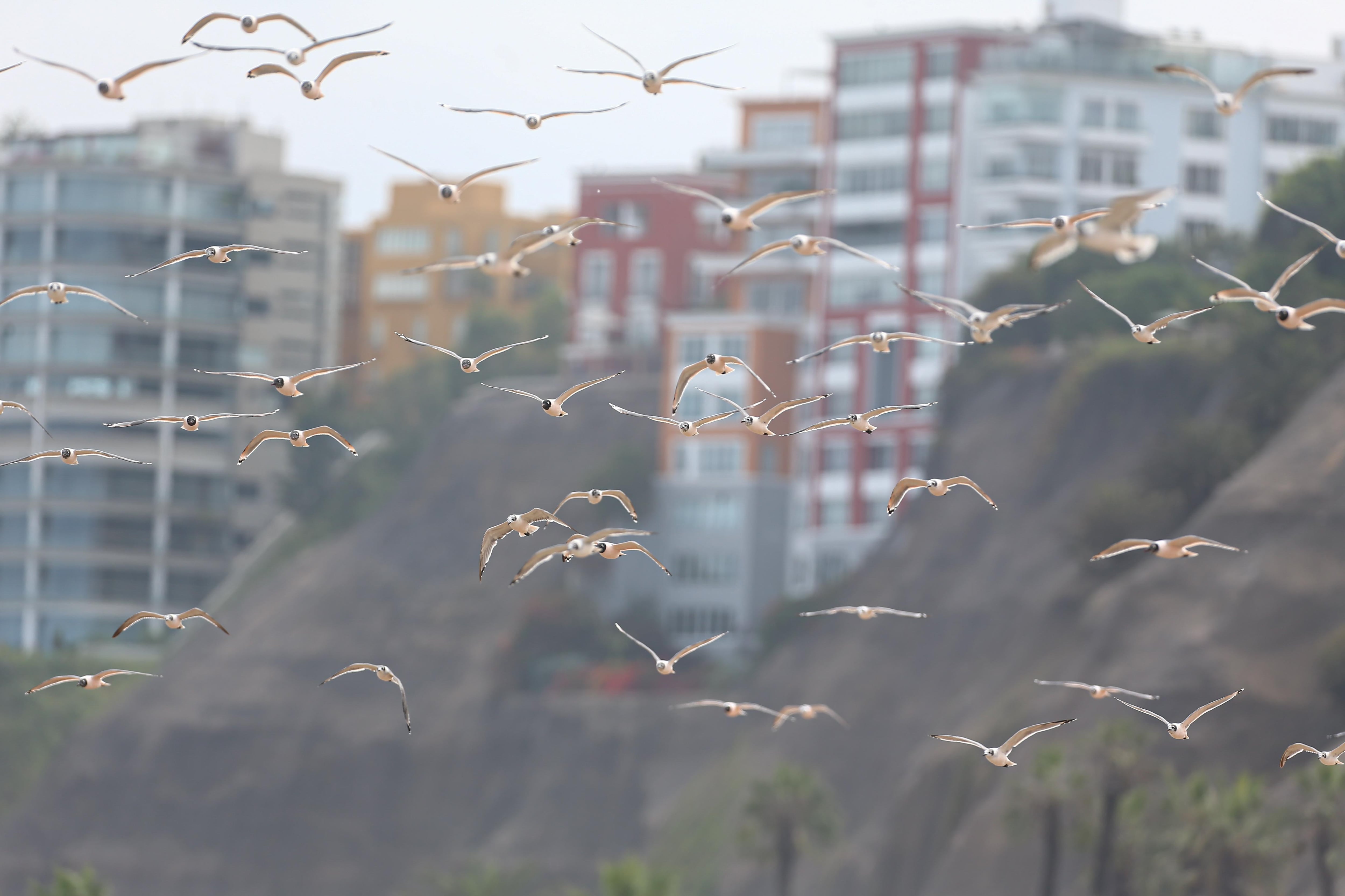 La inusual presencia de cientos de gaviotas en las playas de la Costa Verde ha llamado la atención. Aves aprovechan la soledad de la zona por el aislamiento social obligatorio. (Hugo Curotto /GEC)