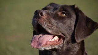 Perro ‘juega vóleibol’ con grupo de jóvenes y se vuelve una celebridad en redes