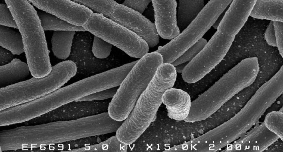 Las bacterias superresistentes son un problema para la medicina actual (Foto: Wikimedia)