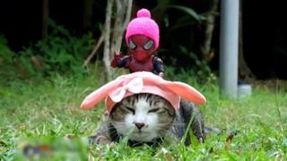 Combinar en una foto gatos con Spiderman, el éxito de un artista tailandés