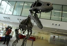 Evolución de grandes dinosaurios favoreció los ornamentos craneales
