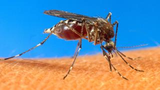 El virus chikungunya llega a un segundo país sudamericano