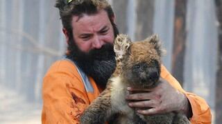 Koalas sobrevivientes de incendios son rescatados por jóvenes para buscarles un nuevo hogar