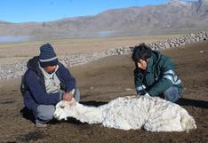 Mortandad de camélidos en Arequipa asciende a 3,000 por heladas