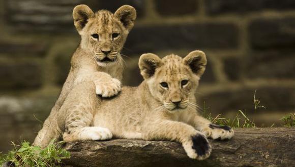 León africano es considerado especie en peligro de extinción
