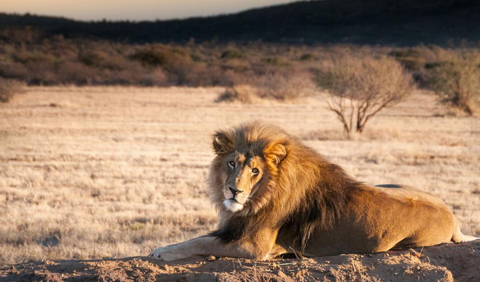 Día Mundial del León | Día Mundial del León: 10 curiosidades que no sabías  de este animal | datos curiosos | león | felino | animal | africa |  animales salvajes | VAMOS | EL COMERCIO PERÚ