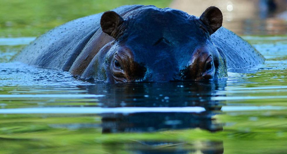 Un hipopótamo en el parque temático Hacienda Nápoles, que una vez fue el zoológico privado del narcotraficante Pablo Escobar, en una imagen del 22 de junio de 2016. (Foto por RAÚL ARBOLEDA / AFP).