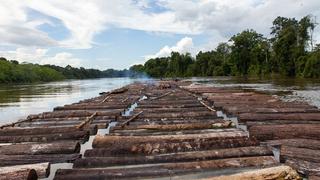 La tala ilegal y su preocupante panorama en la Amazonía [Fotos]