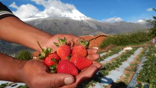 La fresa del Huascarán: una fruta que crece para el futuro