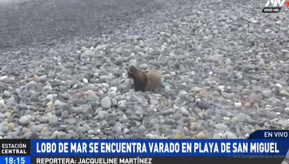 El lobo marino necesita atención especializada ante las heridas que presenta. (ATV+)