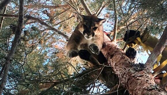 El felino fue adormecido, evaluado y puesto posteriormente en libertad en su hábitat natural. (Foto: AP)