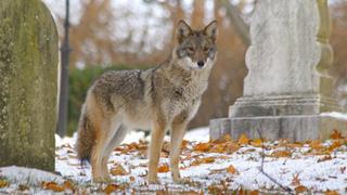 Los coyotes que tienen 25% de lobo y 11% de perro [FOTOS]