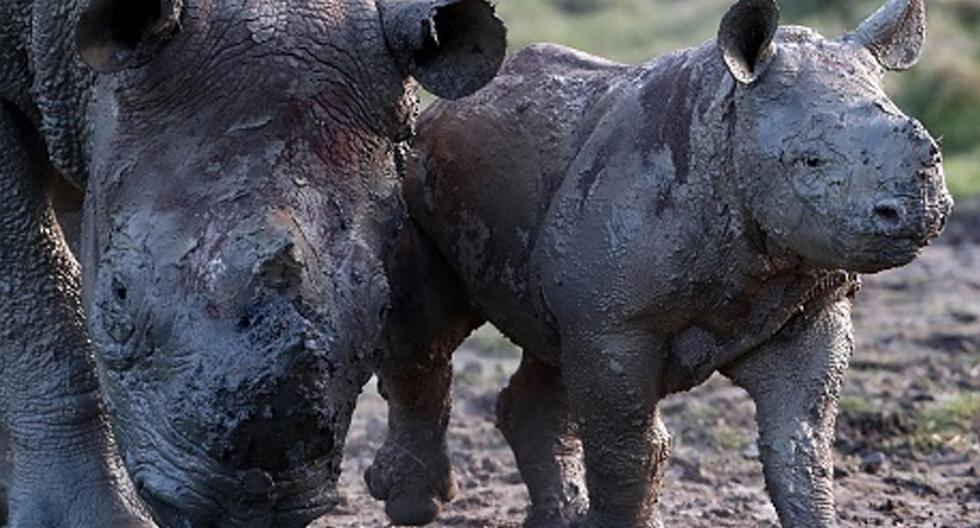Las dos últimas hembras de rinoceronte blanco del norte serán estimuladas hormonalmente este año para obtener ovocitos para fecundarlos en un laboratorio. (Foto: Getty Images)