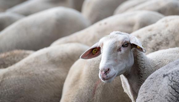 Una fotografía tomada el 28 de agosto de 2018 muestra un rebaño de ovejas en una granja en Múnich, en el sur de Alemania. (Foto referencial, Sven Hoppe / dpa / AFP).
