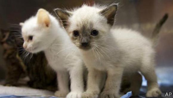 El ara&ntilde;azo de gato produce inflamaci&oacute;n y fatiga. (BBC Mundo)