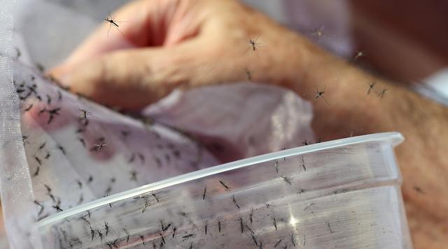 Mosquitos transgénicos combaten el dengue en Brasil - 5