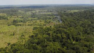 ¿Por qué la deforestación y la pérdida de especies abren la puerta a nuevas enfermedades? | Covid-19