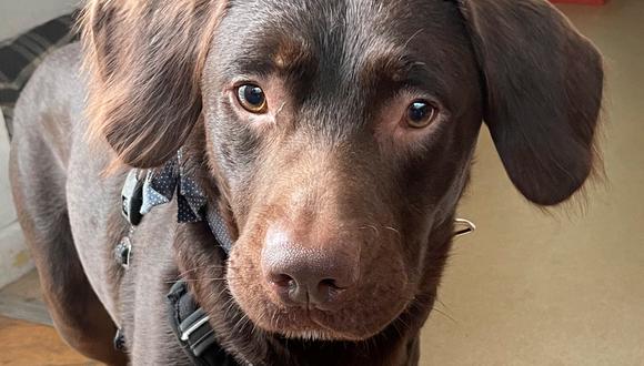 La historia de ‘Coco’, el perro que es tratado en un refugio por abstinencia de alcohol | Foto: Facebook